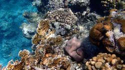 coral reef red sea