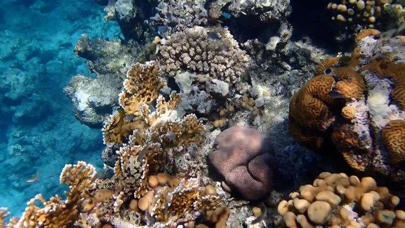 Video: These coral reefs are under threat after mass deaths of sea urchins | CNN