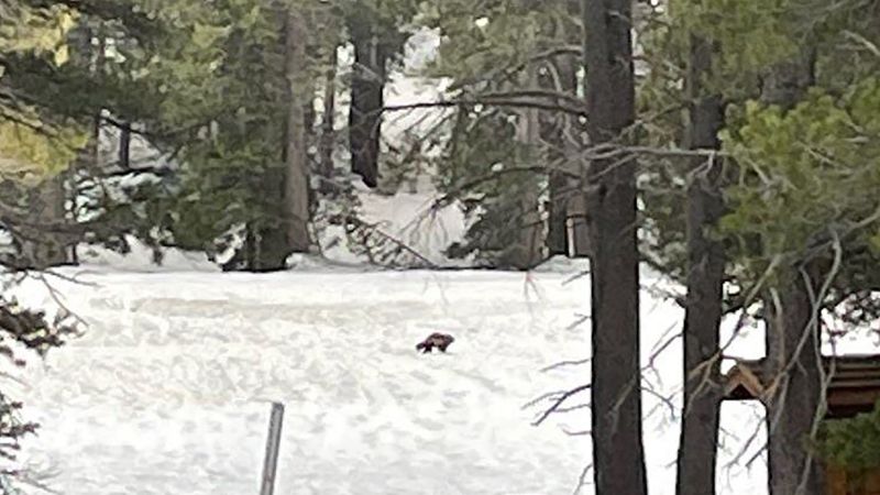 NextImg:Wolverine spotted in California for only the second time in a century | CNN