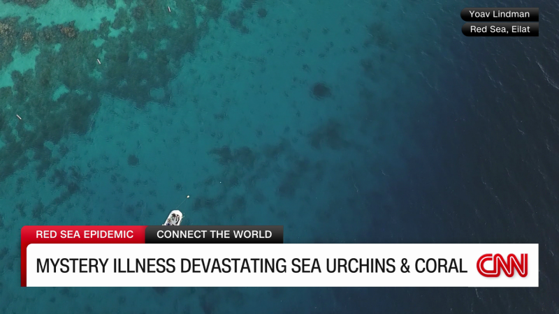 Red Sea Coral Reefs Under Threat By Mass Disappearance Of Black Sea   230602124253 Exp Black Sea Urchins Disappearance Hadas Gold Pkg Intv 060210aseg1 Cnni World 00002001 