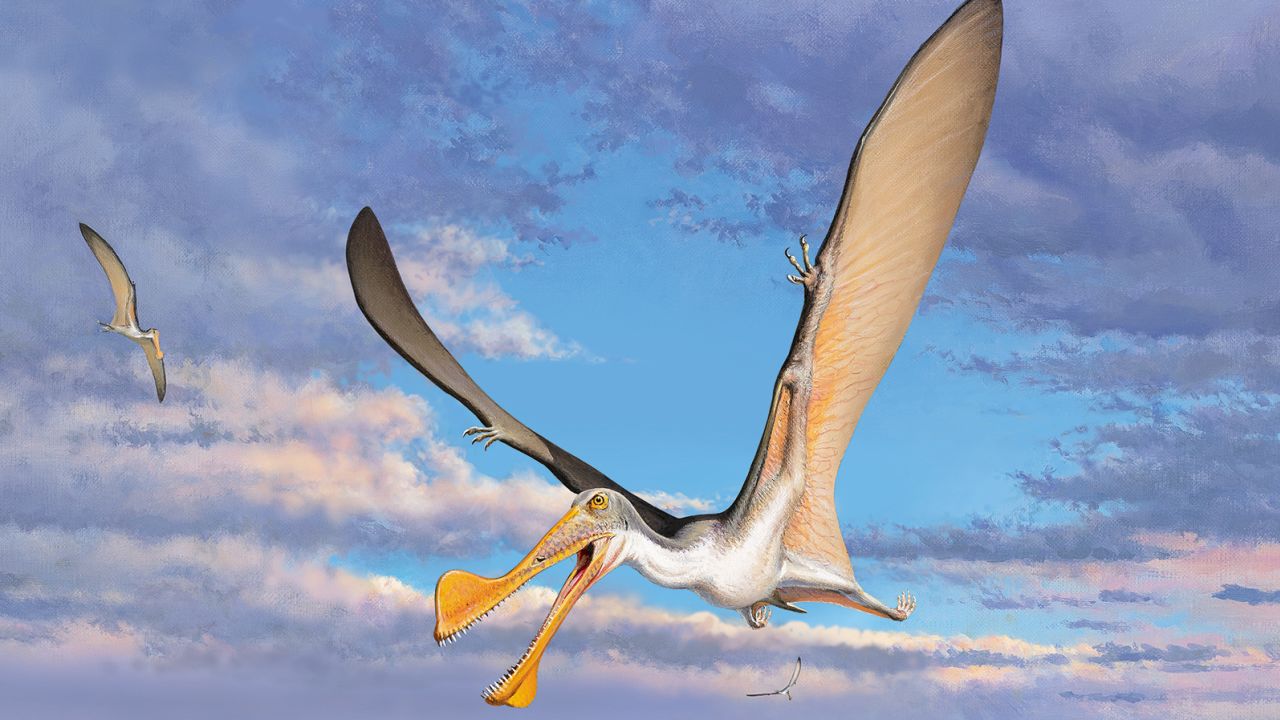 A reconstruction of an Australian pterosaur.
