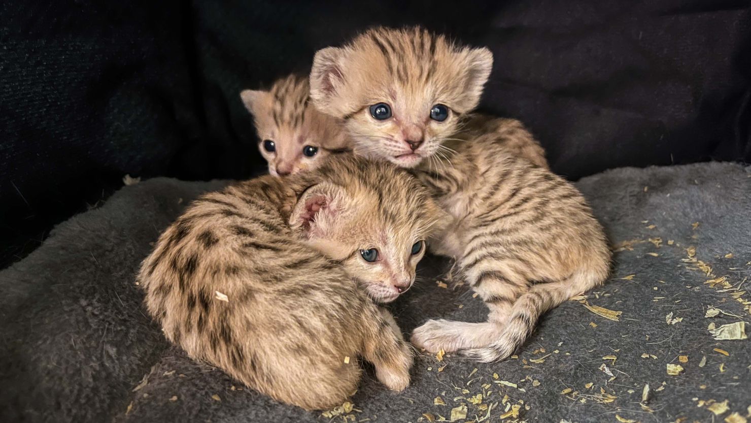 The North Carolina Zoo announced three sand cat kittens were born on May 11.