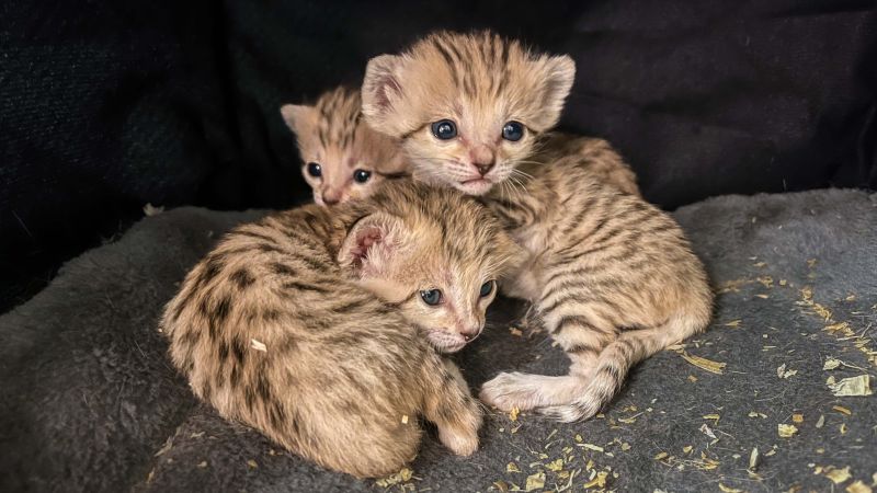 Three sand cat kittens born at North Carolina Zoo | CNN