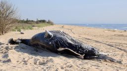 Two dead humpback whales were found floating off the coasts of New York and New Jersey.
