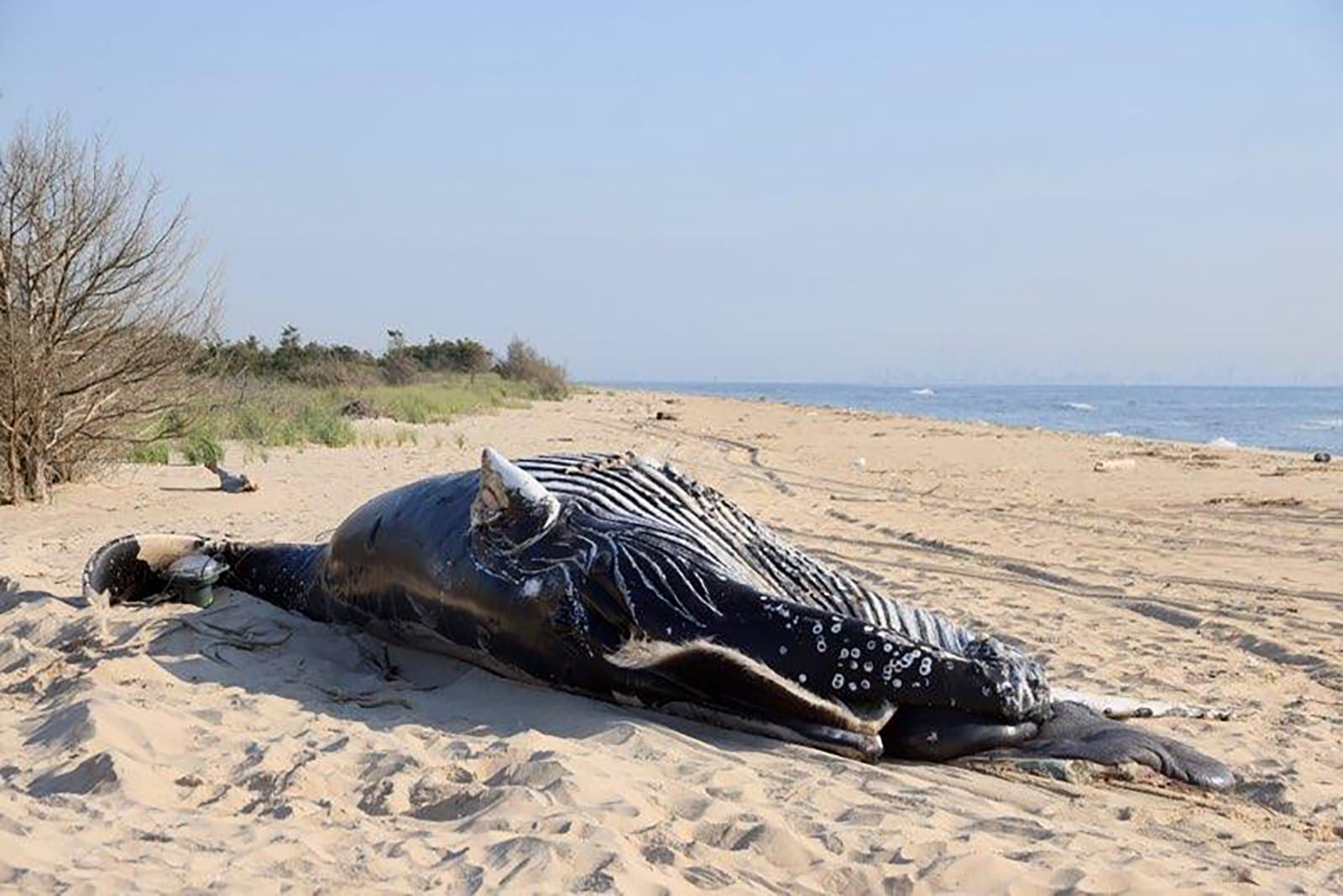 Humpback whale found dead, stranded on Maryland coast