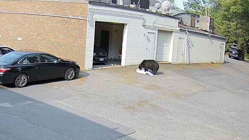 NextImg:Bear destroys 60 cupcakes after breaking into Connecticut bakery | CNN