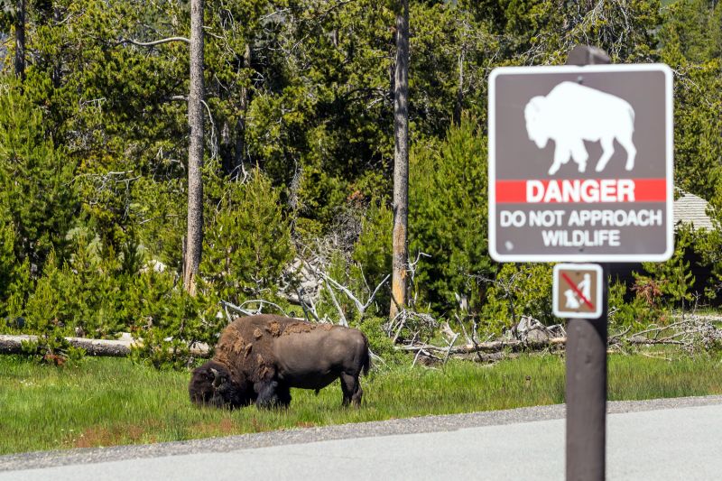 Yellowstone Urges Visitors To Protect Wildlife After Tourists Put Baby ...