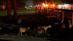 Nine zoo animals were rescued, and one is dead after a fire broke out at the Metro Richmond Zoo Sunday night, the zoo said in a statement. The fire started around 9:50 p.m. in the zoo's workshop area and then spread to the animal hospital, feed storage room and zookeeper's service area, according to the zoo.