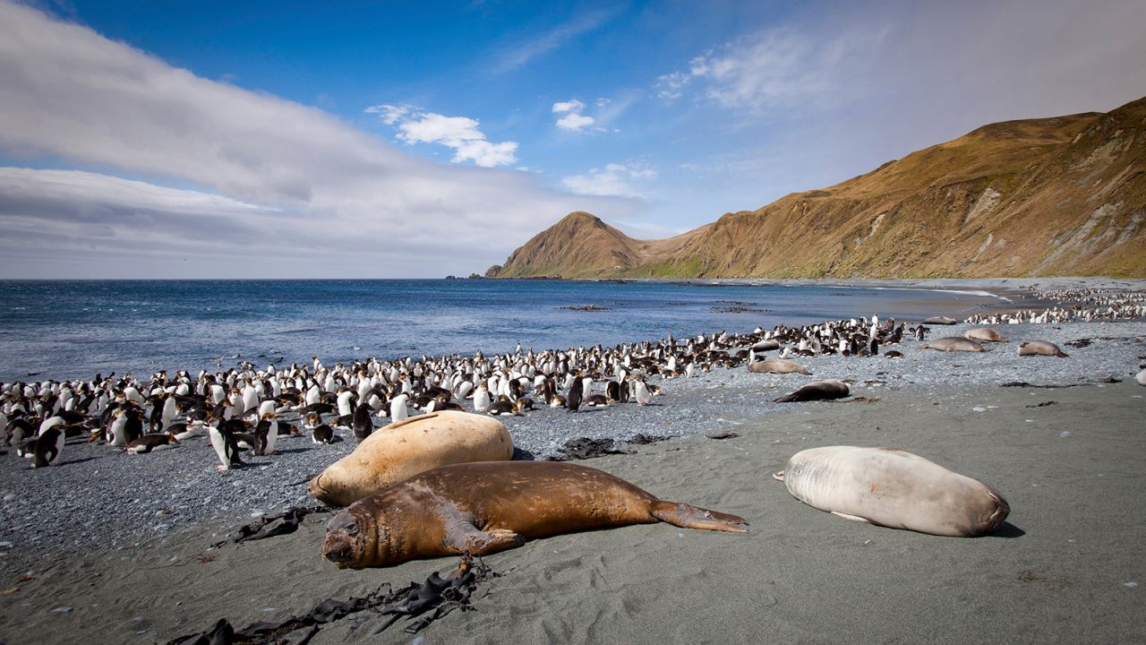 Royal penguins and Southern elephant seals in Sandy Bay, Macquarie Island. 