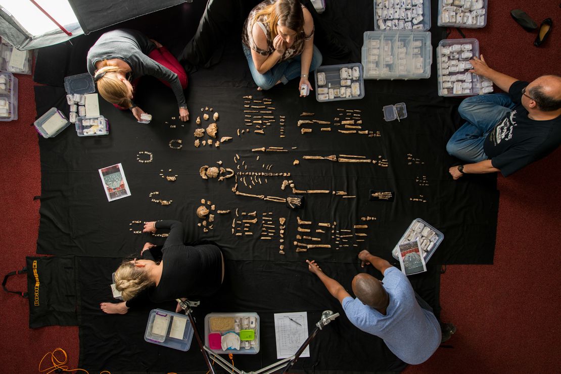 MM8345_141103_01218.jpg Johannesburg, South Africa, 2014. The team lays out fossils of H. naledi at the University of the Witwatersrand's Evolutionary Studies Institute. The new species of human relative was discovered by a team led by National Geographic Explorer-in-Residence Lee Berger of the University of the Witwatersrand deep inside a cave located outside Johannesburg, South Africa. The find was announced by the University of the Witwatersrand, the National Geographic Society and the South African National Research Foundation and published in the journal eLife. 
Photo by Robert Clark, National Geographic