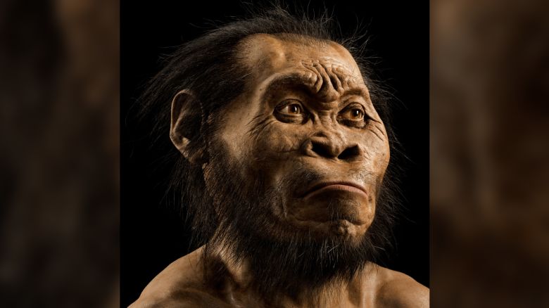 A reconstruction of Homo naledi's head by paleoartist John Gurche, who spent some 700 hours recreating the head from bone scans. The find was announced by the University of the Witwatersrand, the National Geographic Society and the South African National Research Foundation and published in the journal eLife. 
Photo by Mark Thiessen/National Geographic