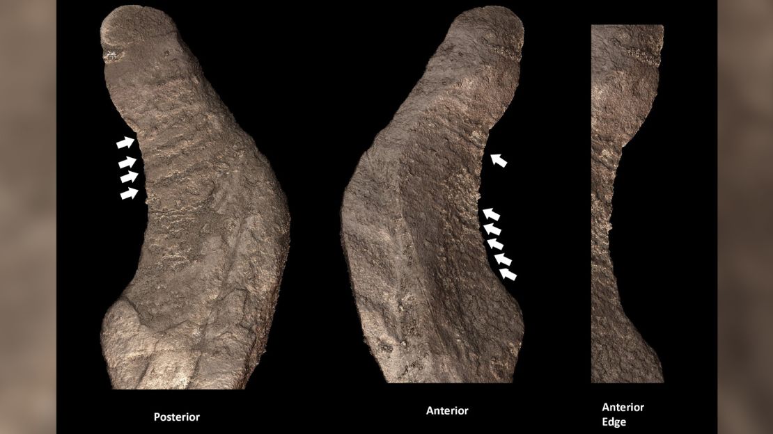 The "tool shaped rock" described in Berger et al. (2023a) positioned in, or near the hand of a young teenage Homo naledi child buried in the Hill Antechamber. The arrows point to possible serrations and lines which are possible evidence of modification or use of wear on the edge of the rock.  The rock is of an unknown material and remains encased in a plaster jacket while being studied by synchrotron imaging at the European Synchrotron Radiation Facility (ESRF) in Grenoble, France. Images from Berger et al., 2023.