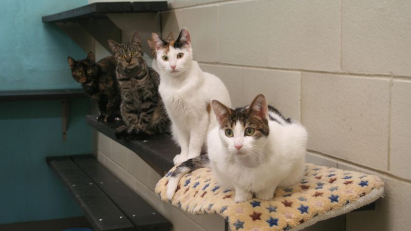 Cats (from left) Michelle, Rosalyn, Jacque and Betty, referred to as the "First Ladies," are part of a research colony of around 45 at the Cincinnati Zoo & Botanical Garden and participated in the new study.