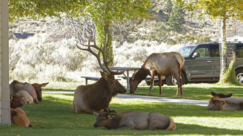 Bull elk and harem in Mammoth Hot Springs in 2014