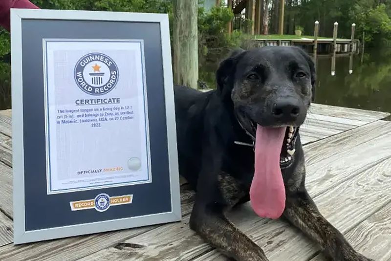 Largest labrador outlet retriever