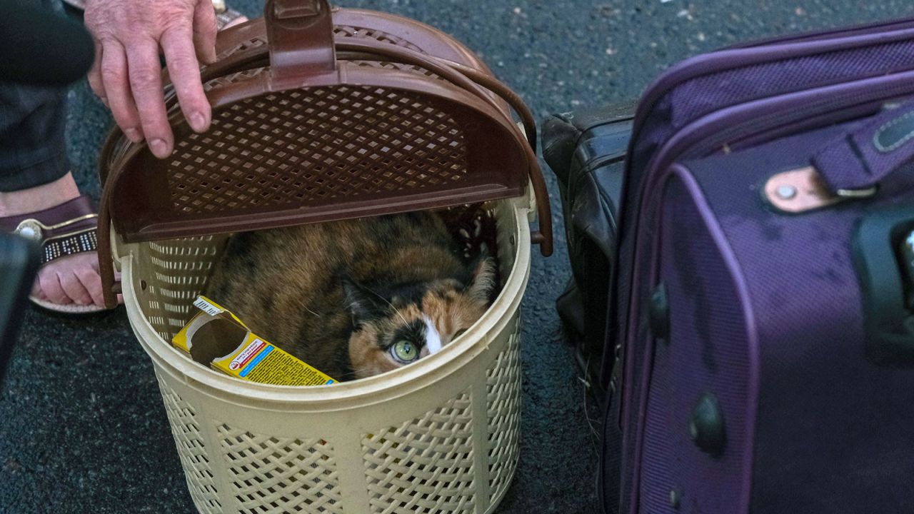 Chernishova lifts the lifts the lid of her pet carrier to reveal her frightened cat, Sonechka, who she says was still in a state of shock.