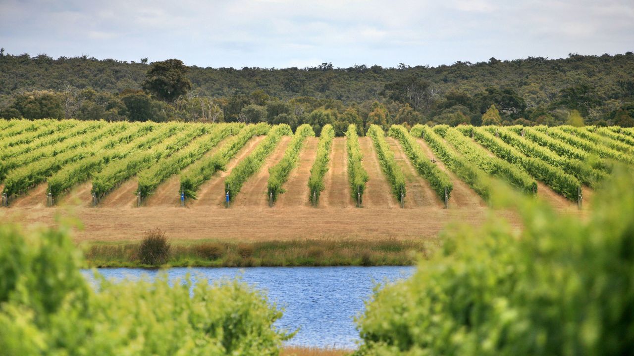 Vineyards in the Margaret River Wine Region. Margaret River is a town and river in the South West of Western Australia, located 277 kilometres South of Perth, the state capital. The surrounding area is the Margaret River Wine Region and has become known for its wine production and tourism, attracting an estimated 500,000 visitors annually. The Margaret River Wine Region extends about 120 kilometres north-south from Cape Leeuwin to Cape Naturaliste and about 30 kilometres inland. High-quality table wine grapes have been grown by a variety of commercial vineyards since the first significant plantings at 'Vasse Felix' were established in 1967.