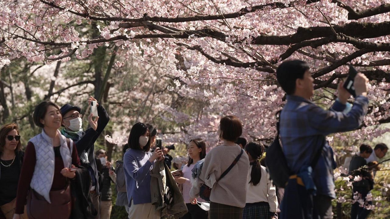 During<em> </em>the springtime cherry blossom season, Tokyoites and tourists alike flock to parks to view these beautiful blooms up close.