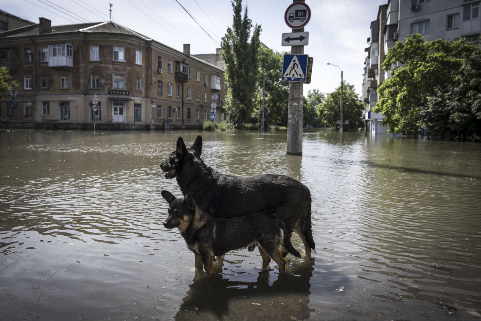 Dogs stand in floodwaters in Kherson on June 7.