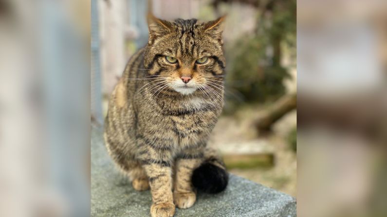 A parent of last year's kittens. The kittens stayed with their parents for six to nine months, before being moved to a separate enclosure. 