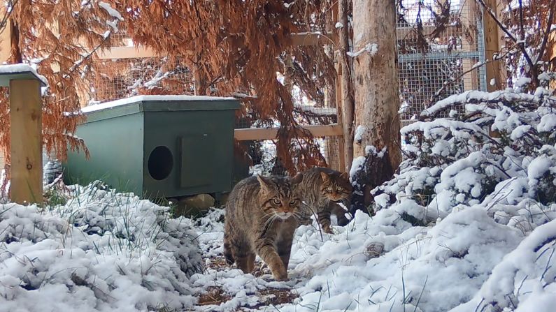 With thicker fur and more muscular bodies than domestic cats, the wildcats are well adapted for the harsh winters they will encounter in the Scottish mountains. 