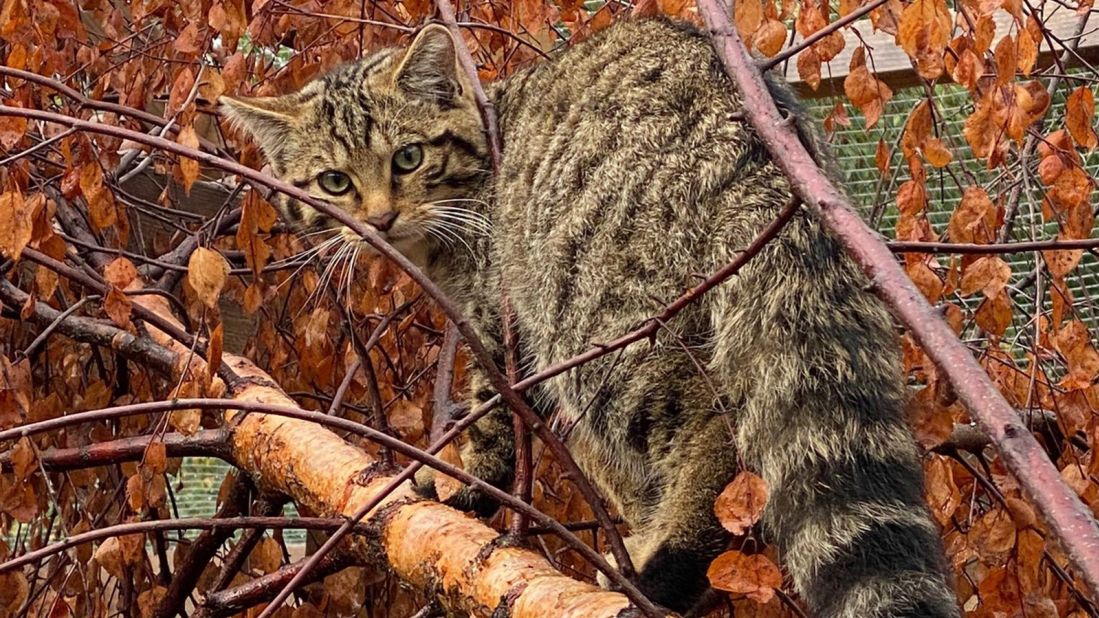 The species is almost extinct in the wild, with only 100 to 300 cats remaining.  