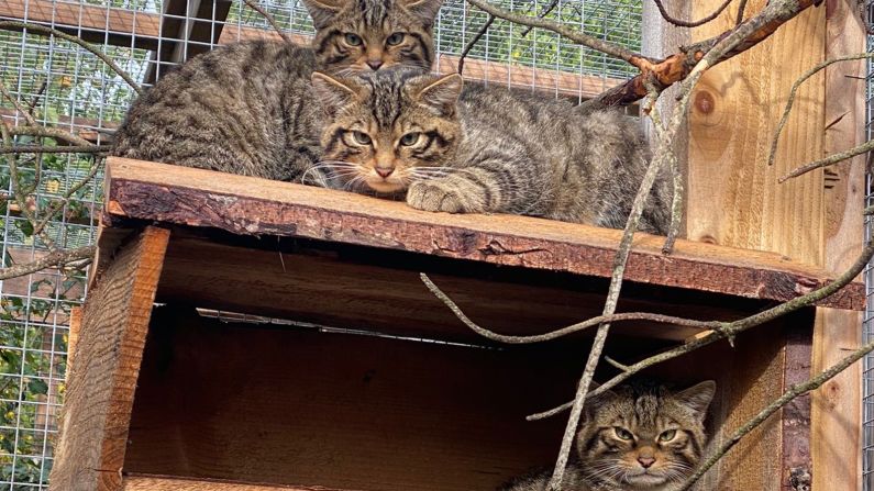 The kittens were born and raised in an "off-show" area at the back of Scotland's Highland Wildlife Park, which the general public don't have access to. 