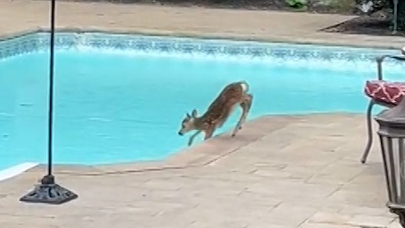 12-year-old springs to action when baby deer falls into pool | CNN