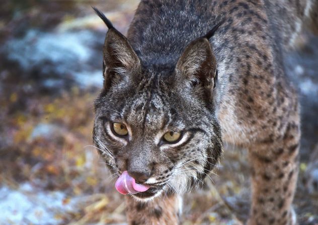 The cats were bred and released by Saving Wildcats, a project led by the Royal Zoological Society of Scotland (RZSS). Its partners include Andalucia's Ministry of Sustainability, Environment and Blue Economy, which led the successful recovery of the Iberian lynx in Spain. Pictured, an Iberian lynx in the Donana Natural Park, in Huelva, Andalucia.