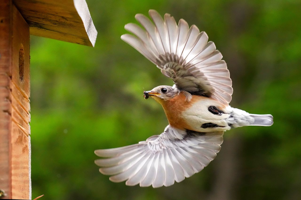 An Eastern bluebird returns to her nesting box with an insect for her chicks in Freeport, Maine, on Wednesday, June 7.