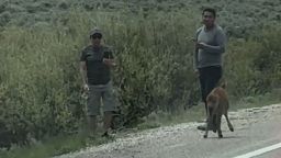 Two people accused of harassing a bison calf at Grand Teton National Park.