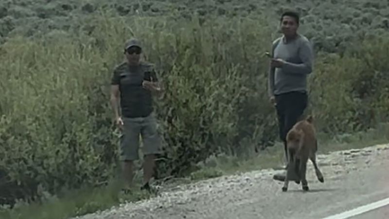 NextImg:Park rangers are looking for 2 people accused of harassing a bison calf at Grand Teton National Park | CNN