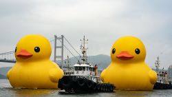 HONG KONG, CHINA - MAY 25: Giant inflatable rubber duck sculptures are seen in Tsing Yi on May 25, 2023 in Hong Kong, China. The 18-metre-tall inflatable sculptures are some of the tallest rubber ducks in the world, created by Dutch artist Florentijn Hofman. The duck duo will make their official debut in a large-scale public art exhibition "DOUBLE DUCKS by Flotentijn Hofman" curated by AllRightsReserved later this year. (Photo by Anthony Kwan/Getty Images)
