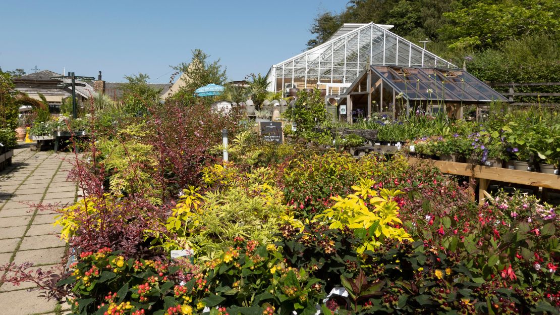 Plants and flowers on sale at the Duchy of Cornwall garden nurseries near Lostwithiel, Cornwall, UK.