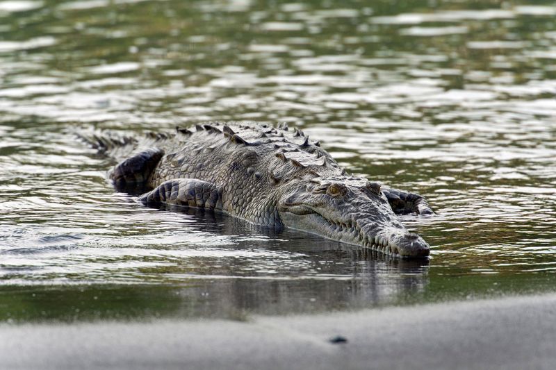 Crocodile on sale discovery watch