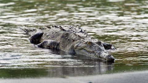 DE53A5 American Crocodile (Crocodylus acutus), Sirena, Corcovado National Park, Puntarenas Province, Costa Rica, Central America