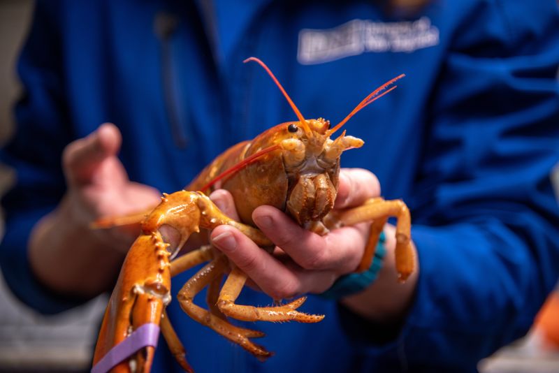 Extremely rare orange lobster caught in Maine's Casco Bay has new ...