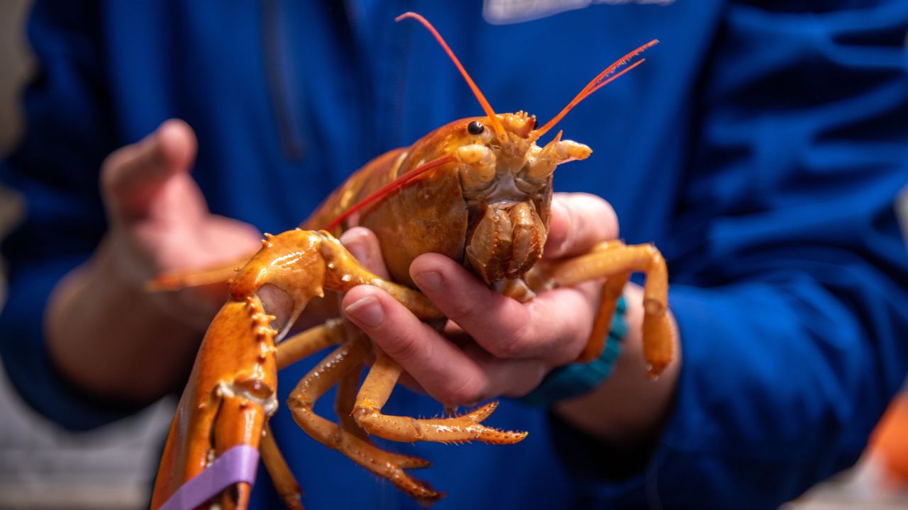 A one-in-30 million lobster caught in Maine's Casco Bay on June 2.