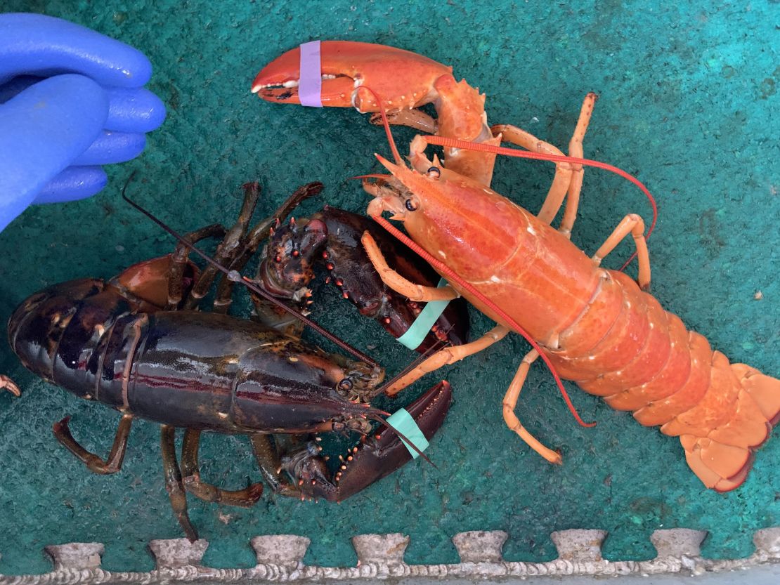 The one-clawed lobster weighs in at 1.03 lbs and is 10.8-inches long.