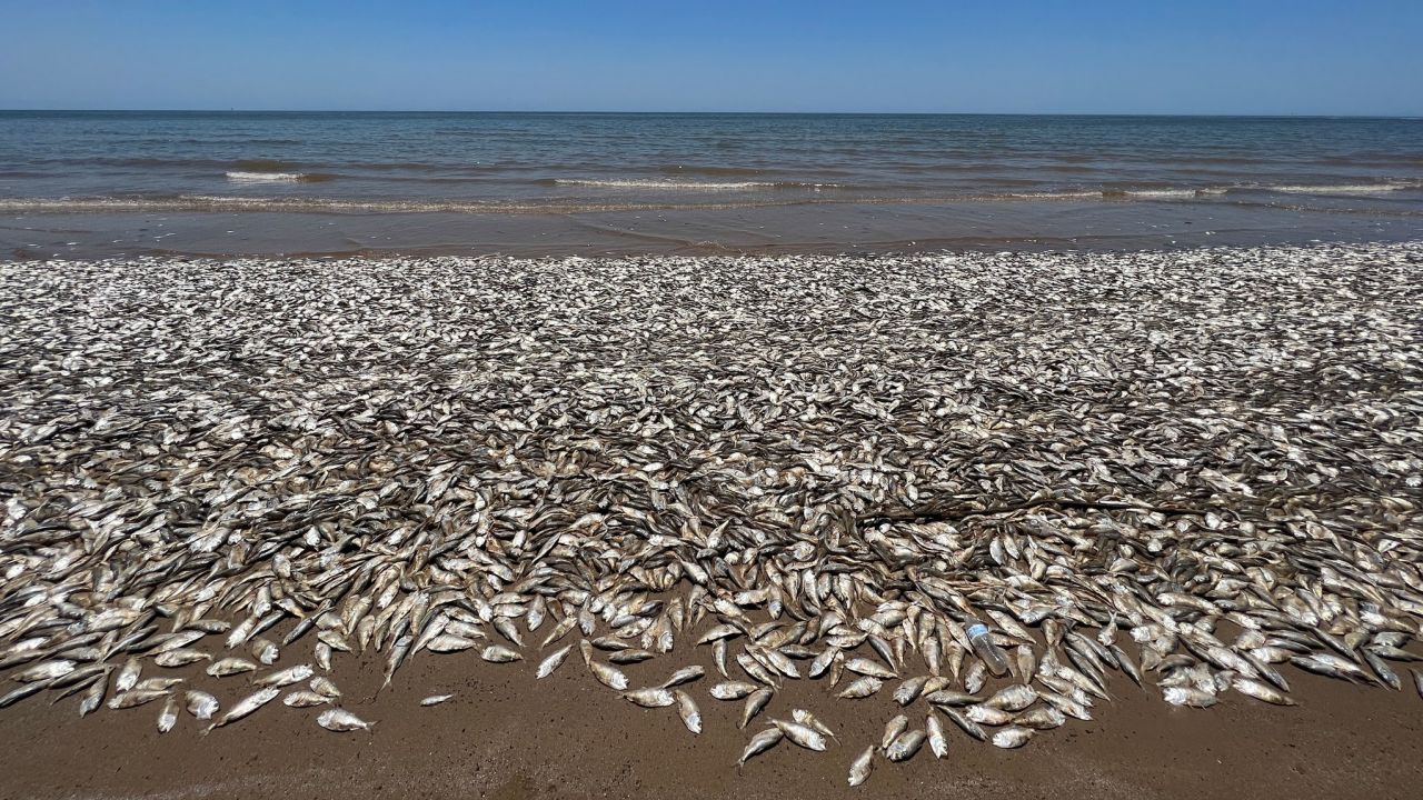 Dead fish are popping up along beaches on the Texas Gulf Coast