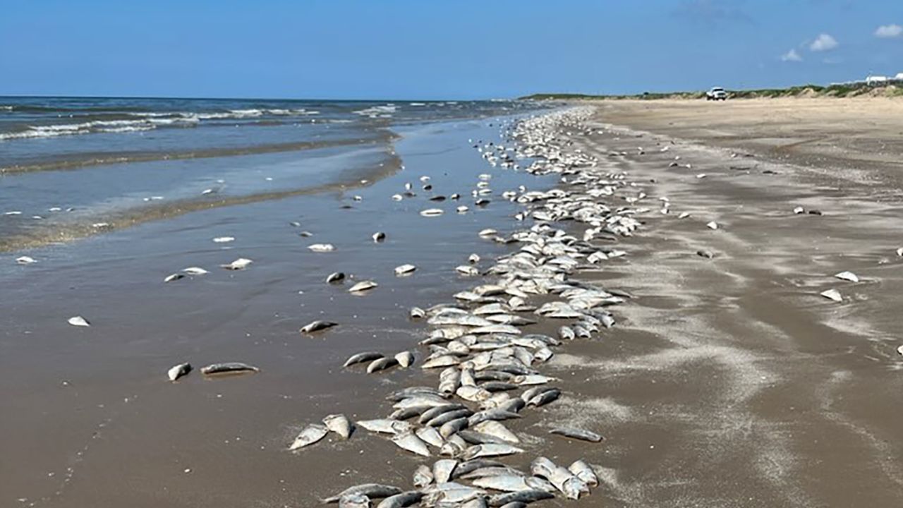 Dead fish are popping up along beaches on the Texas Gulf Coast