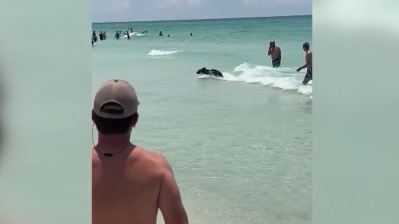 Video: Bear spotted at Destin, Florida, beach | CNN