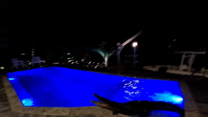 crocodile pool 01