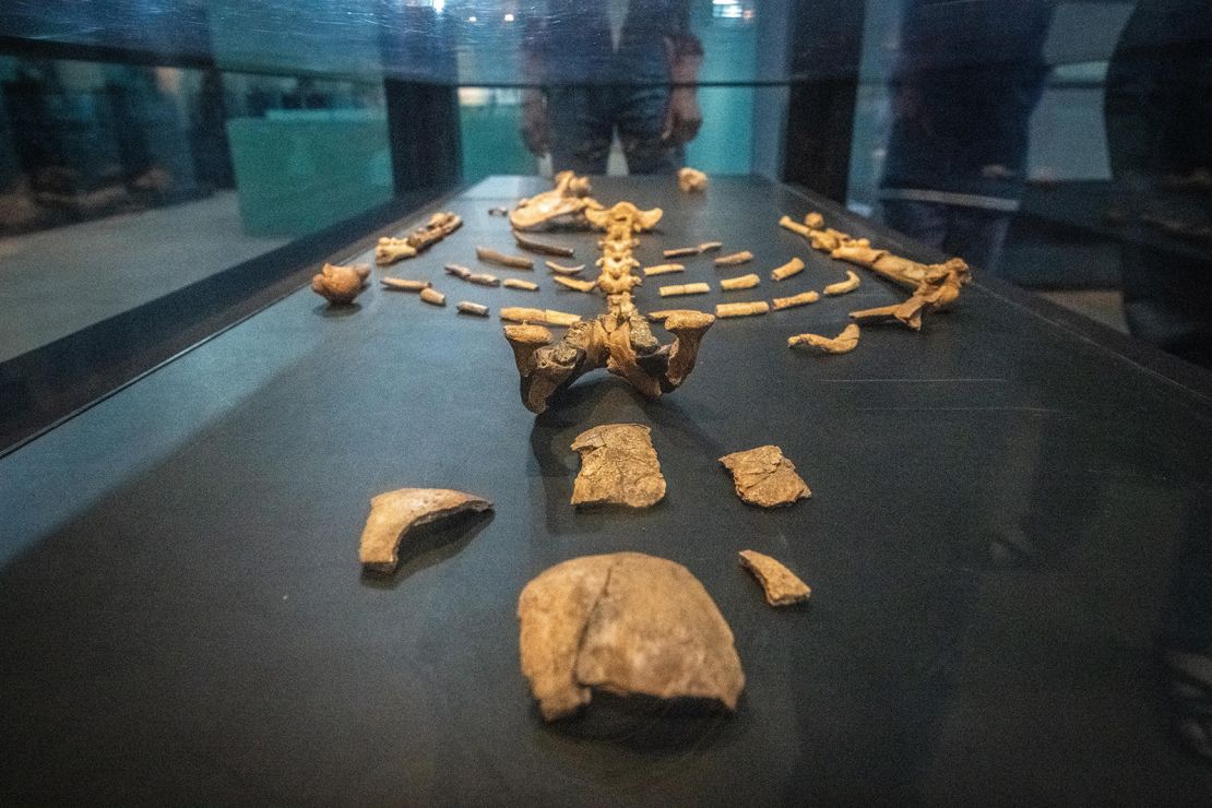 TD3PF5 The remains of one of the earliest human ancestors, Lucy,  on display within the National Museum of Ethiopia, Addis Ababa, Ethiopia.