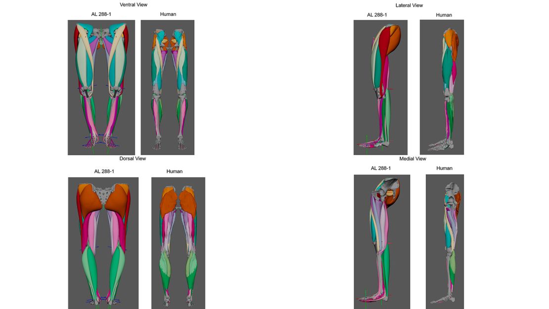 Muscle modeling of Lucy, dubbed "AL 288-1," is compared side by side with human muscle maps.