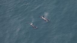01 new england orcas 061323