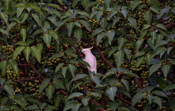 Andersson <a  target="_blank" target="_blank">developed a method</a>?to test the chemical composition of the cockatoo's feathers, which reflects the bird's diet and can help spot wild birds — which eat a variety of plants, fruits and flowers, like the one pictured — versus captive birds, which eat a diet high in corn.