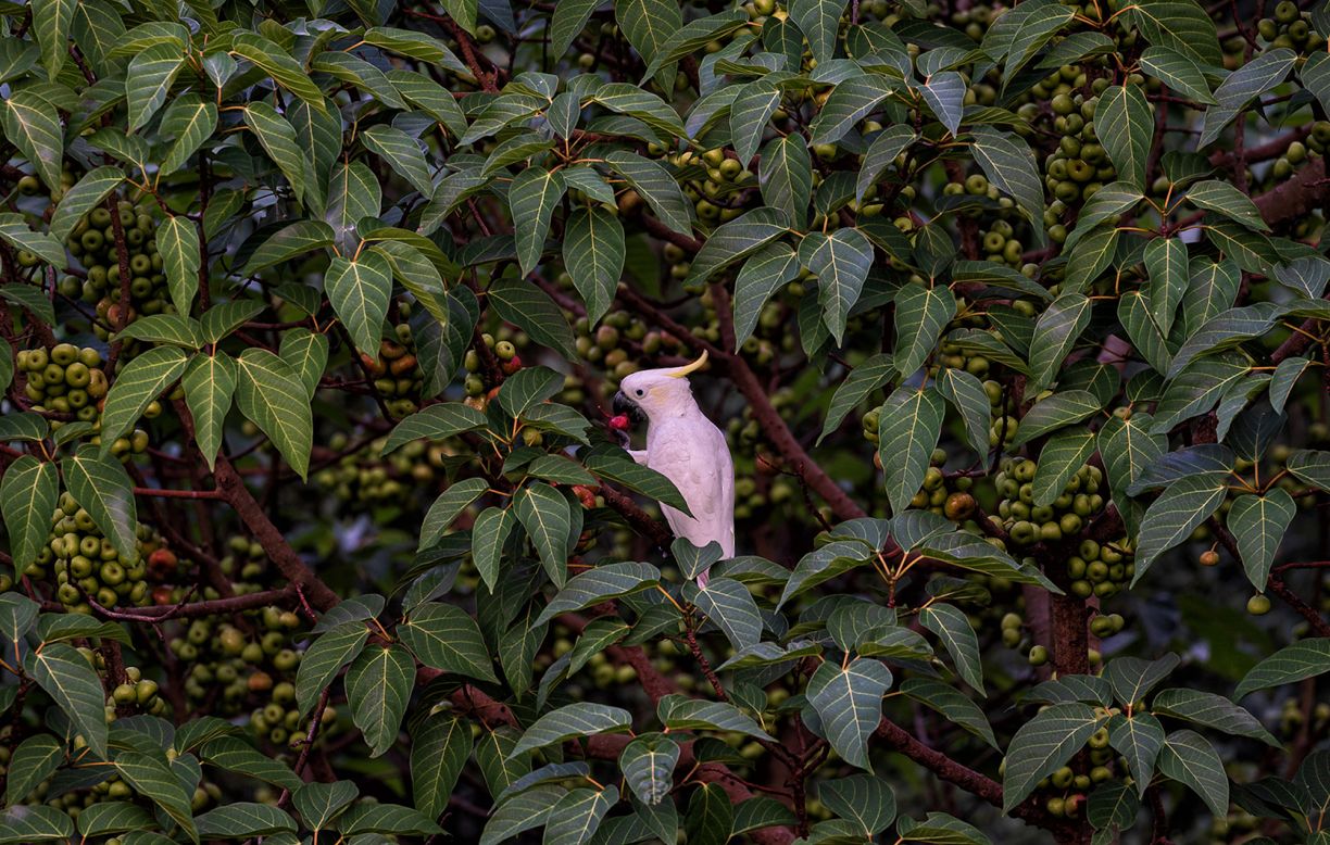 Andersson <a href="https://phys.org/news/2021-07-forensic-tool-laundering-critically-endangered.html" target="_blank" target="_blank">developed a method</a> to test the chemical composition of the cockatoo's feathers, which reflects the bird's diet and can help spot wild birds — which eat a variety of plants, fruits and flowers, like the one pictured — versus captive birds, which eat a diet high in corn.