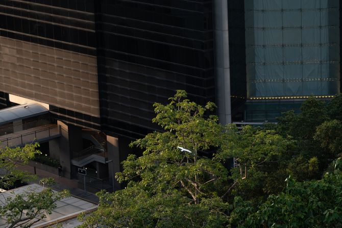 There's still demand for the yellow-crested cockatoos as pets, and ones that have been bred in captivity can still be legally traded. Andersson says there have been reports of poaching activity in Hong Kong, and the "gray area" in trading laws means wild birds could be passed off as captive-bred -- which she hopes her testing method can combat.