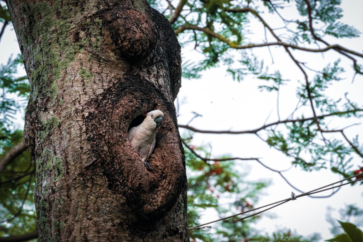 Yellow-crested cockatoos nest in old trees, typically more than 100 years old, which form cavities in the trunk. This bird is peering out of a nest hole in a tree at Hong Kong Park, waiting for its mate to bring back food.